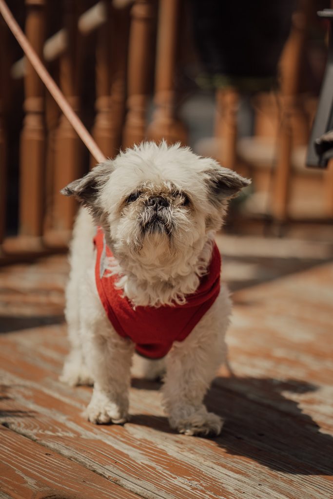 Porch-Portraits-Chicago-Naperville-Photographer9